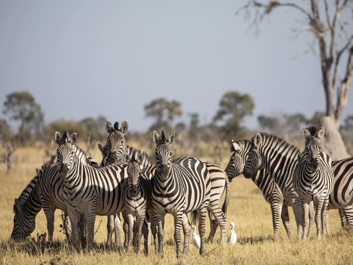 Botswana Wilderness Mokete Luxuscamp Zebra