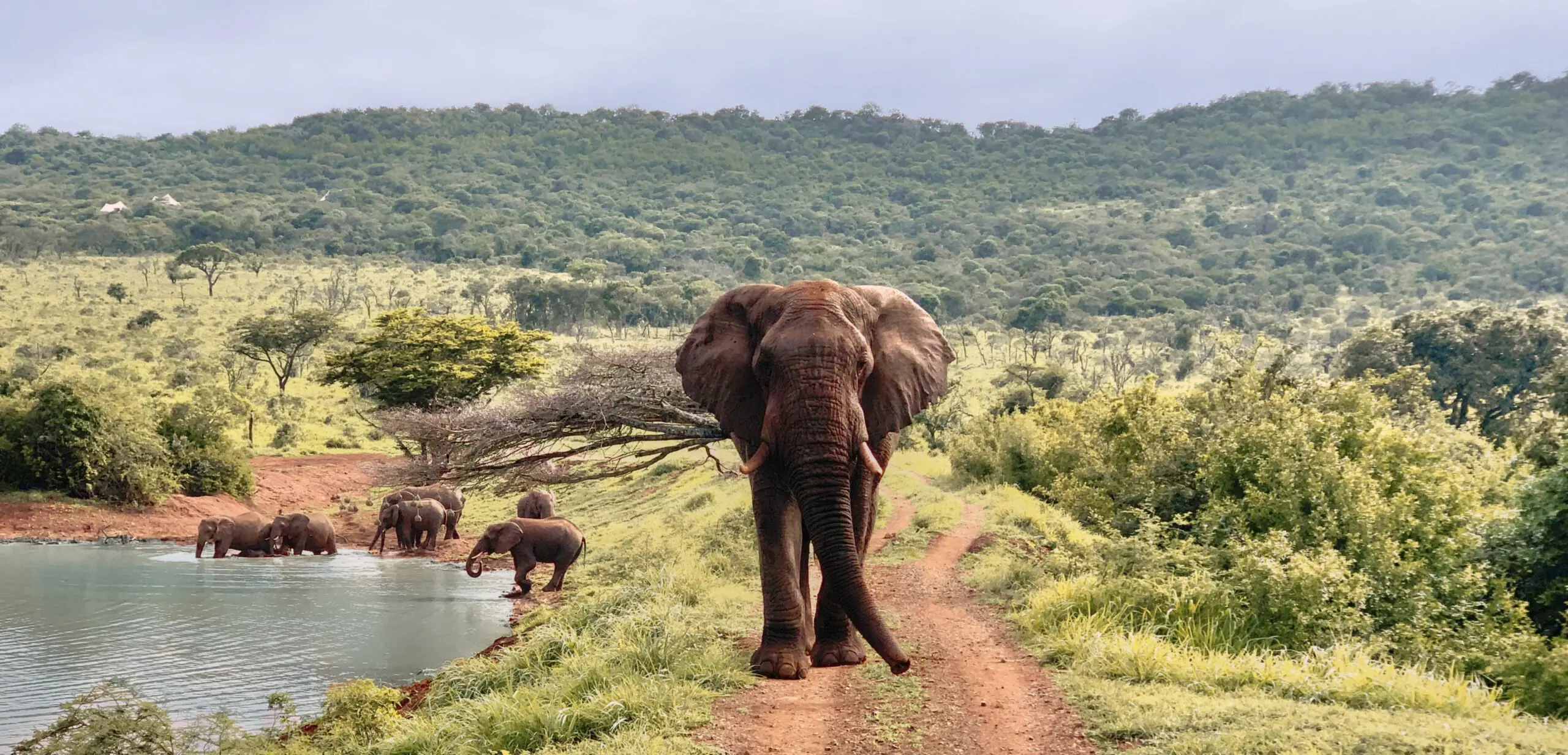 Elephant-Sighting-from-Jumeirah-Residences