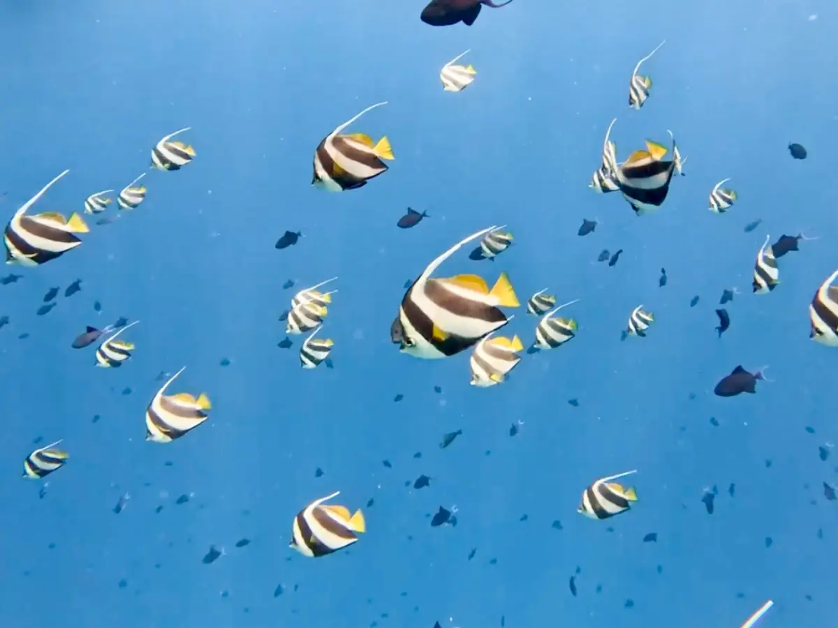 COCOtravel_Malediven_ObluNature_Fische COCOtravel_Malediven_ObluNature_Fische-.png