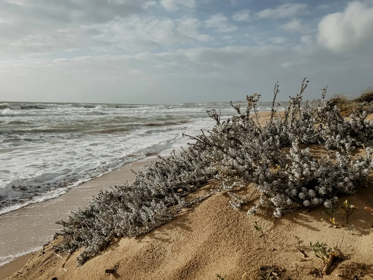 COCOTravel_Adler_Sizilien_Beach