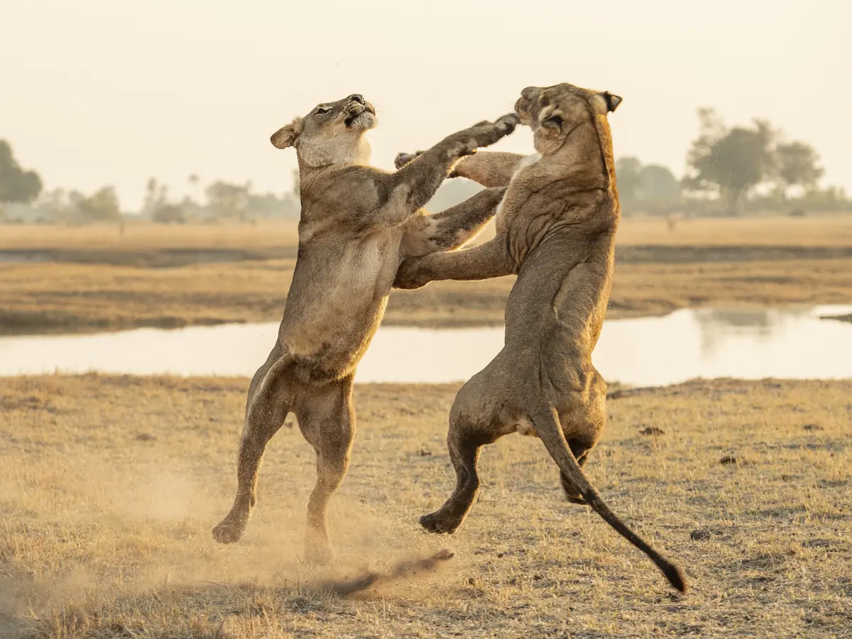 Wildlife-near-Chitabe-lions-fighting_Copyright-Wilderness.jpg