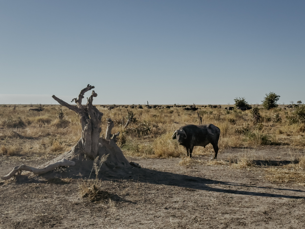 COCOtravel Afrika Wilderness Mokete