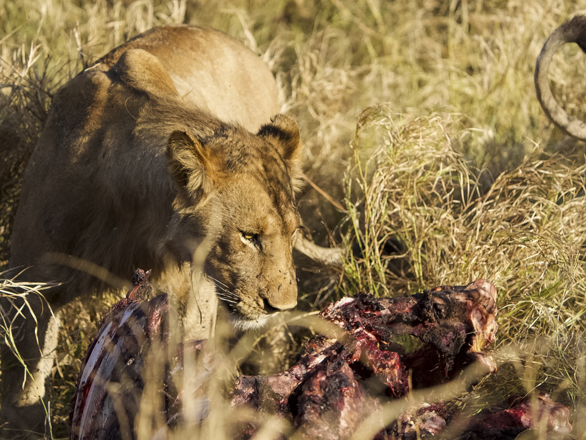 COCOtravel Afrika Wilderness Mokete Gamedrive