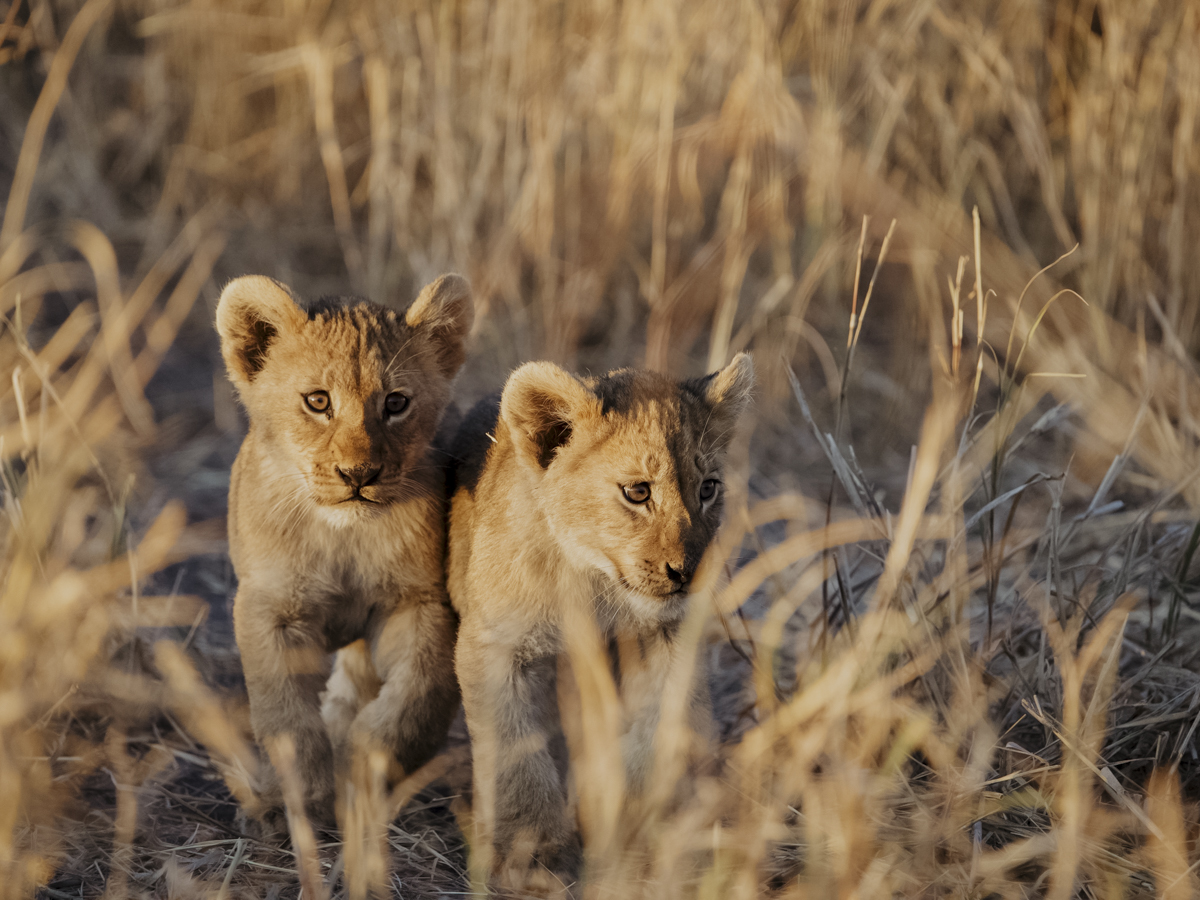 COCOtravel Afrika Wilderness Mokete Gamedrive