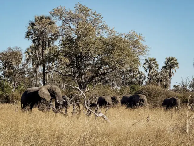 COCOtravel Afrika Wilderness Tubutree