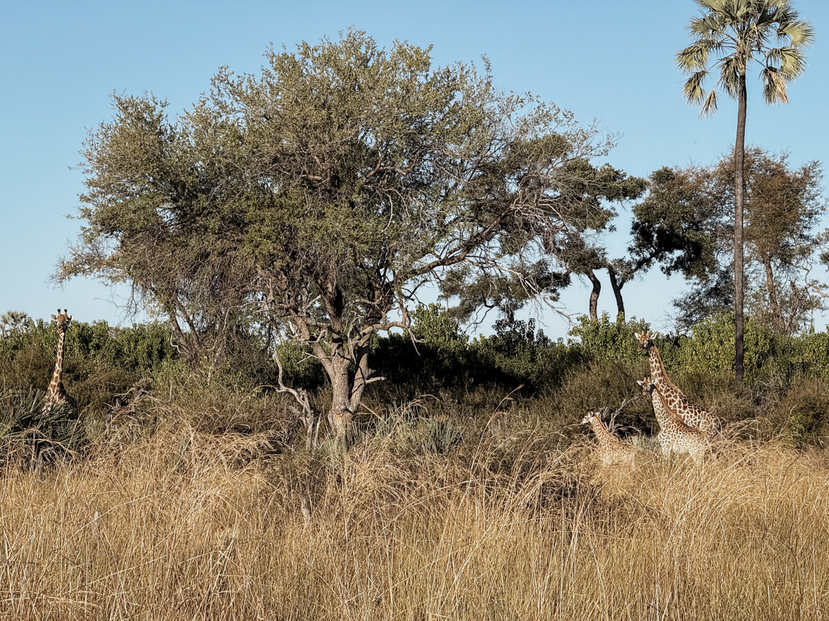 COCOtravel Afrika Wilderness Tubutree