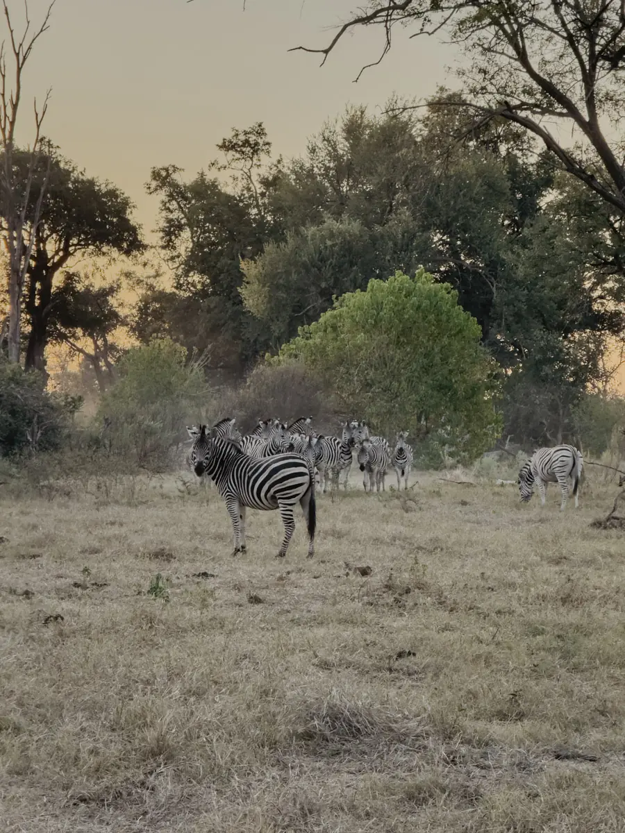 COCOtravel Afrika Botswana Wilderness VumburaPlainsNorth