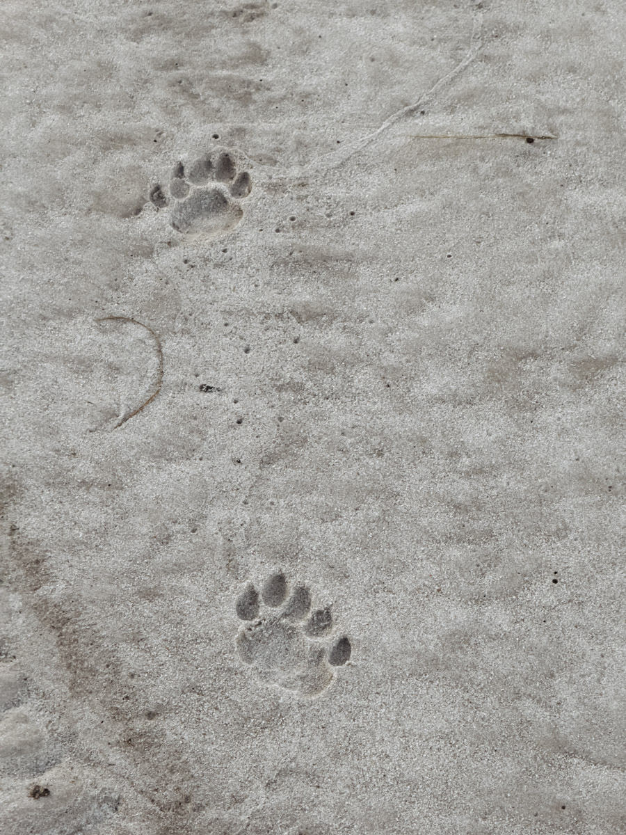 COCOtravel Afrika Botswana Wilderness VumburaPlainsNorth