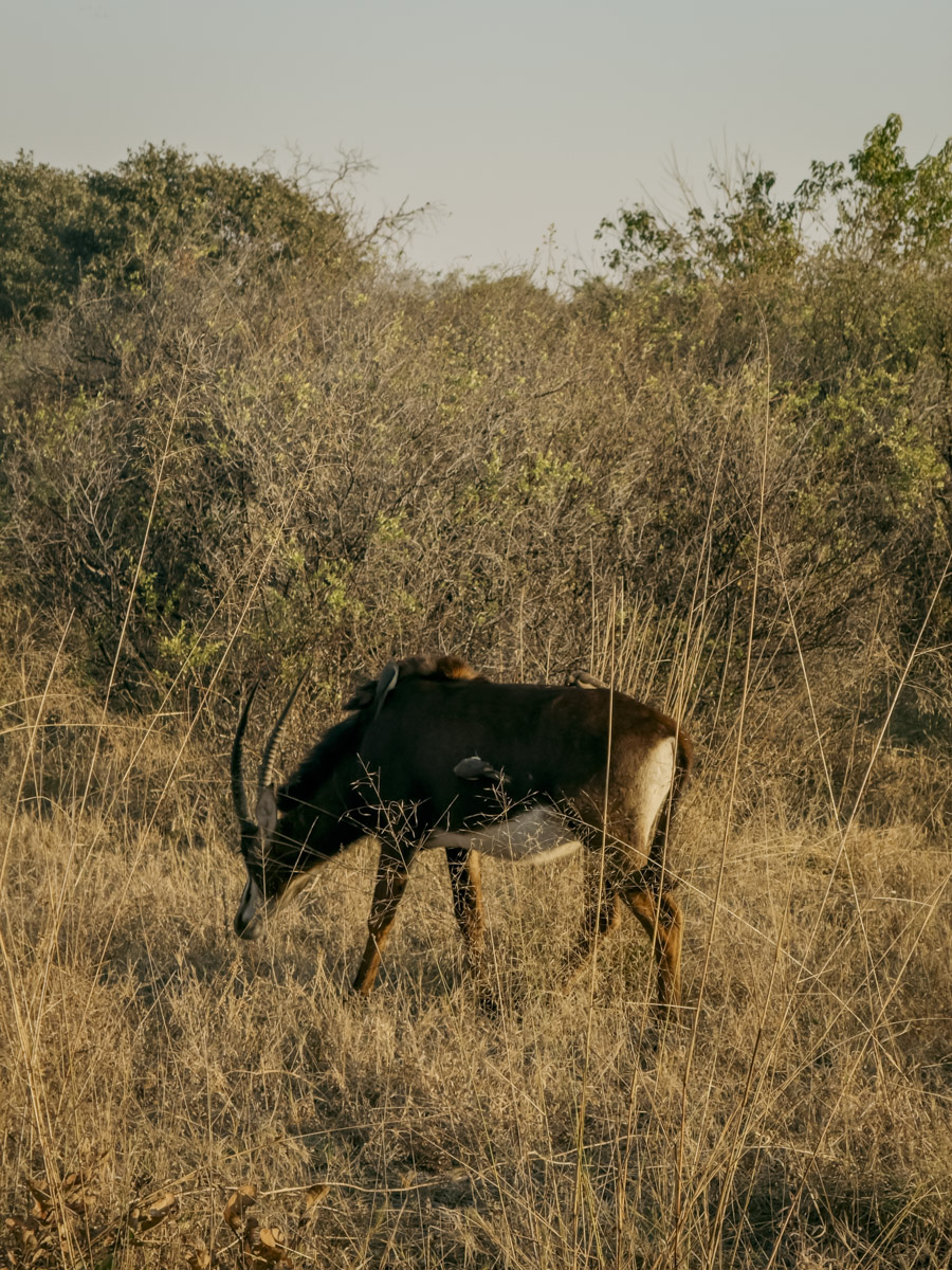 COCOtravel Afrika Botswana Wilderness VumburaPlainsNorth