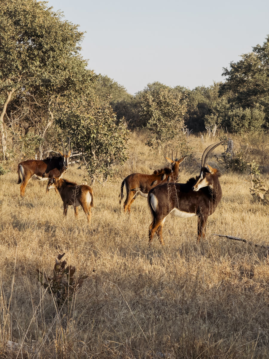 COCOtravel Afrika Botswana Wilderness VumburaPlainsNorth