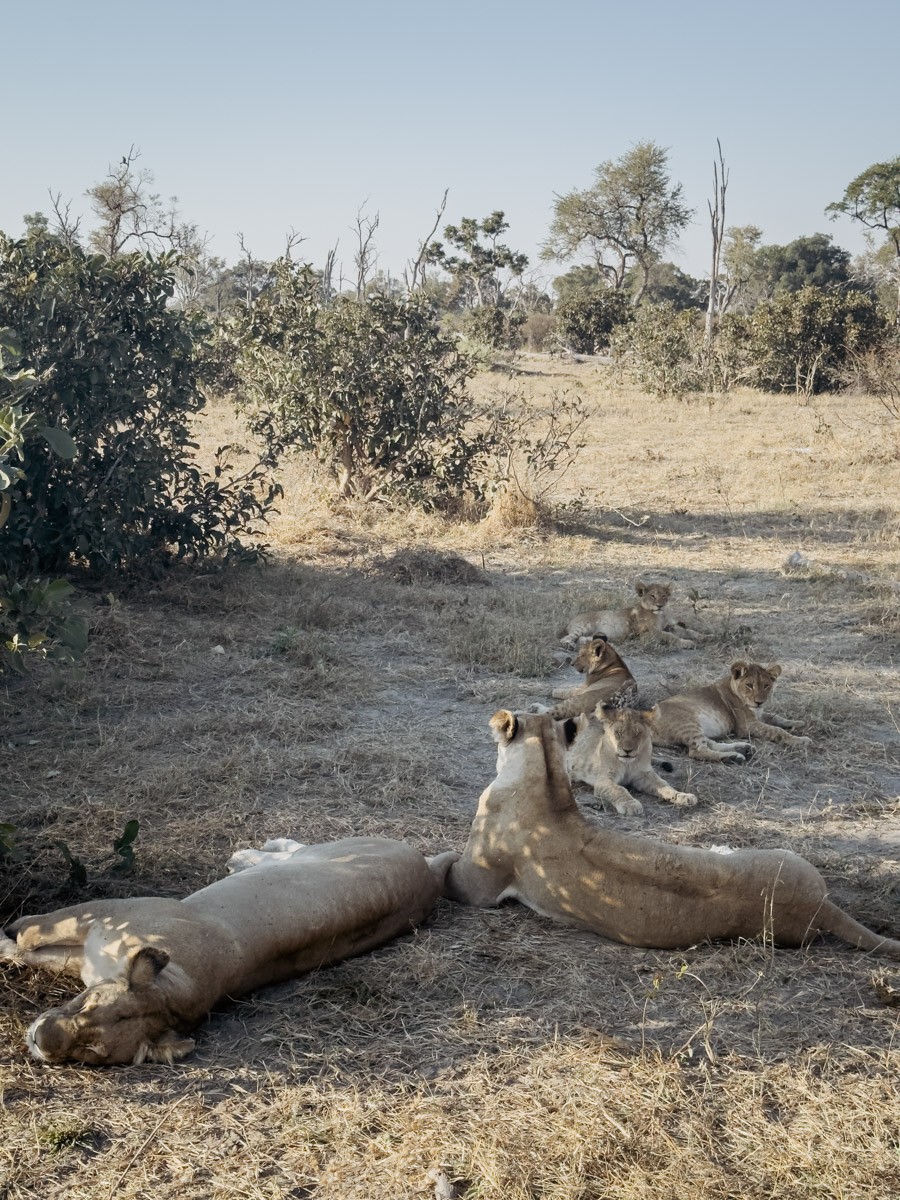 COCOtravel Afrika Botswana Wilderness VumburaPlainsNorth
