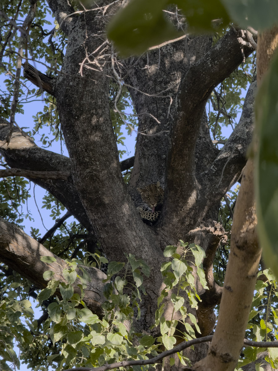 COCOtravel Afrika Botswana Wilderness VumburaPlainsNorth