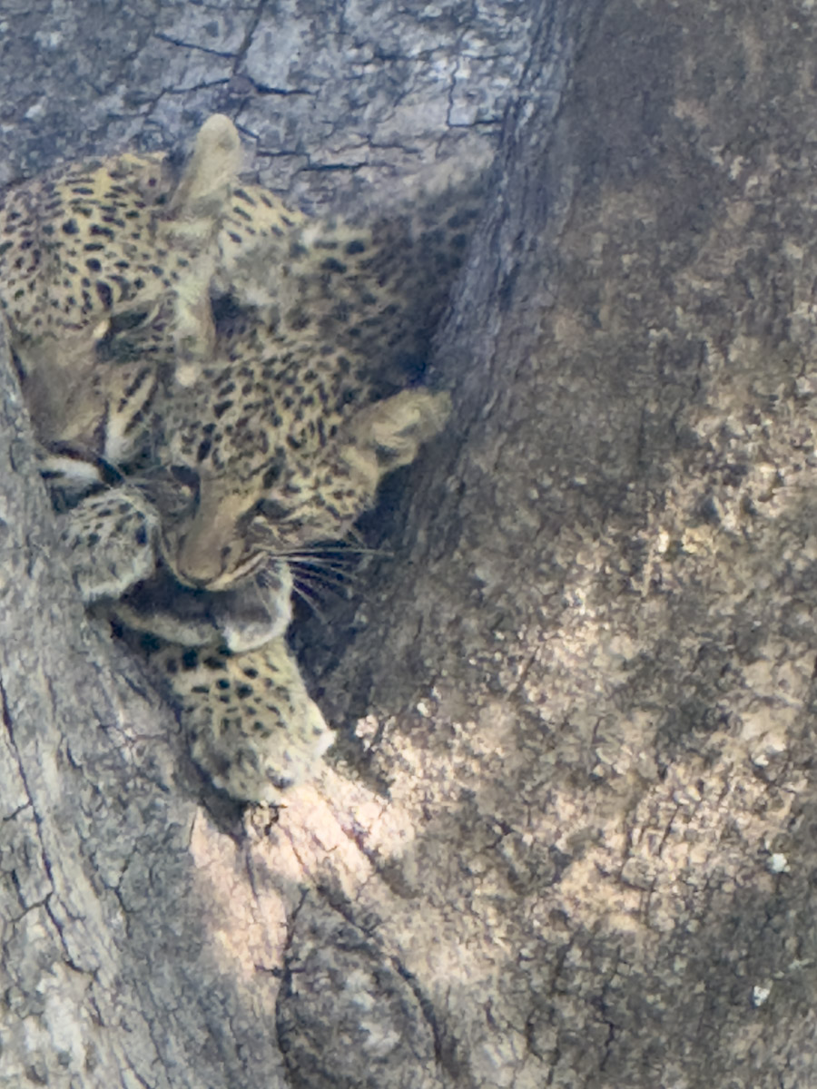 COCOtravel Afrika Botswana Wilderness VumburaPlainsNorth