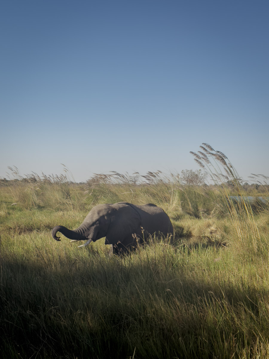 COCOtravel Afrika Botswana Wilderness VumburaPlainsNorth