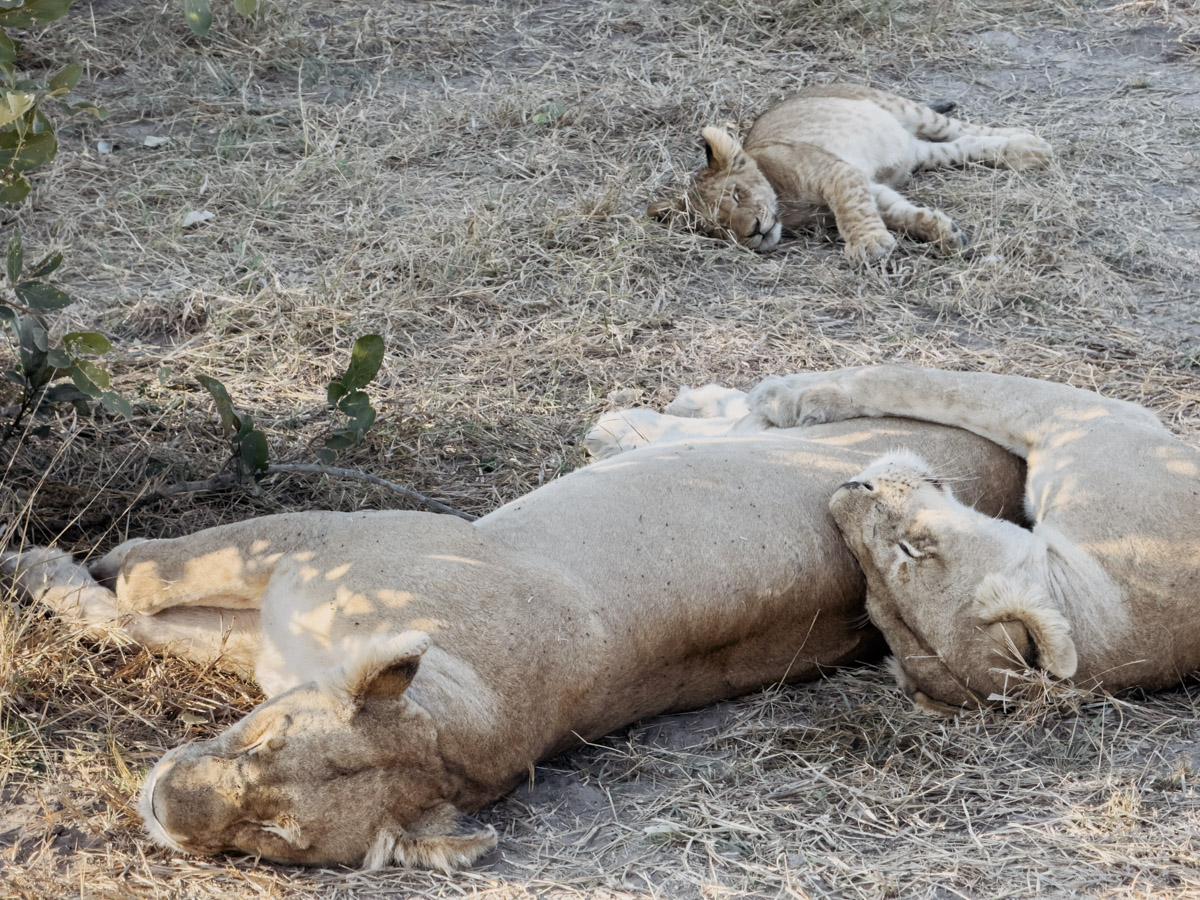 COCOtravel Afrika Botswana Wilderness VumburaPlainsNorth