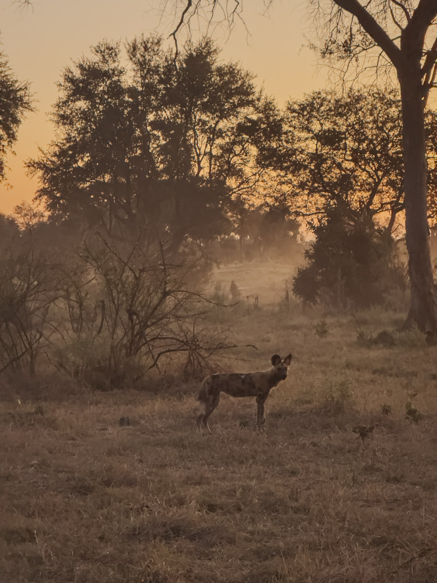 COCOtravel Afrika Botswana Wilderness VumburaPlainsNorth