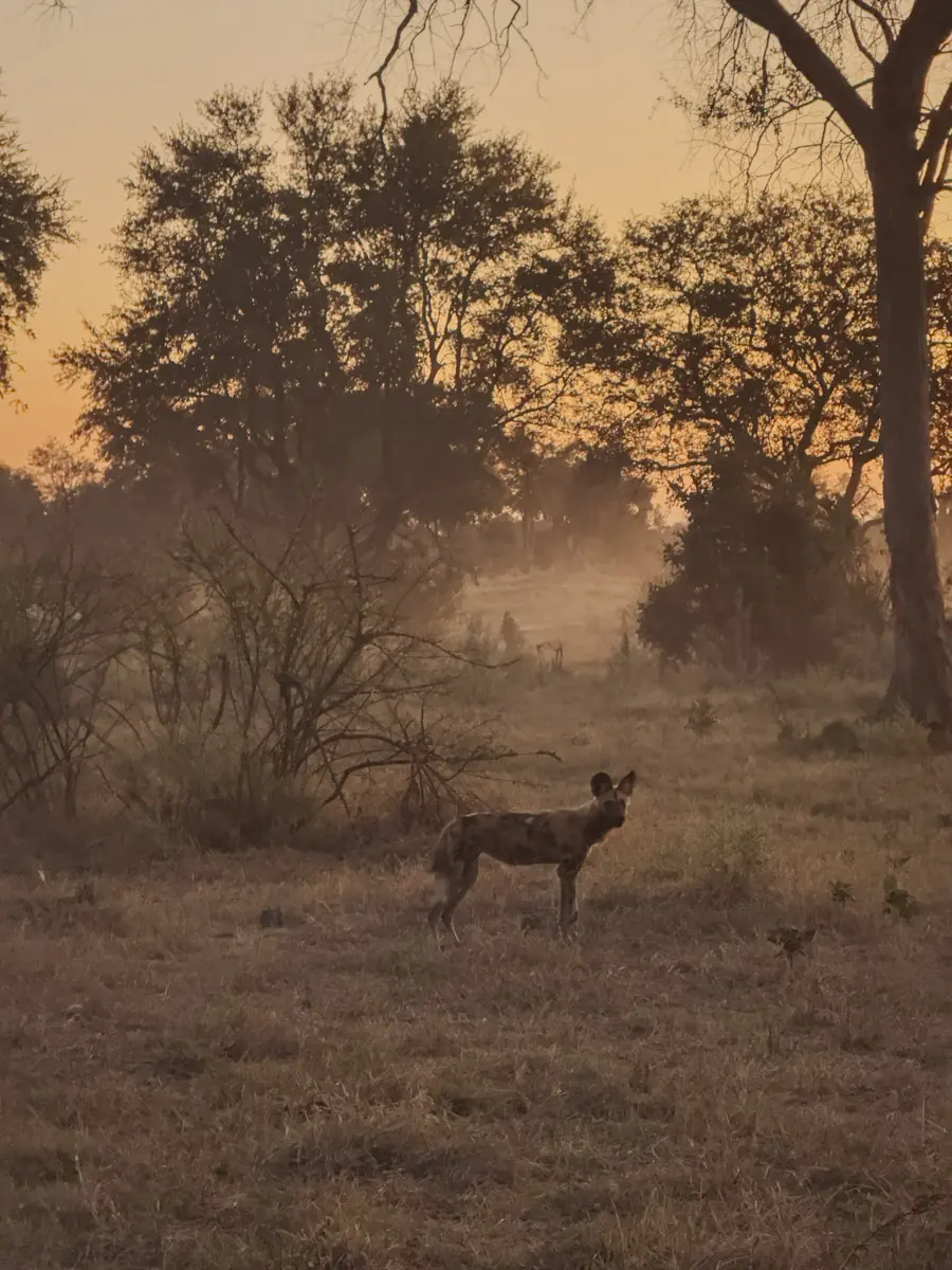 COCOtravel Afrika Botswana Wilderness VumburaPlainsNorth
