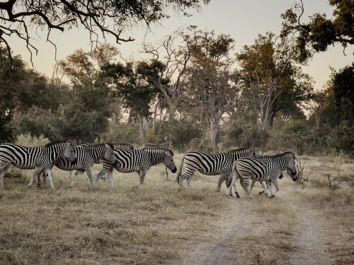 COCOtravel Afrika Botswana Wilderness VumburaPlainsNorth