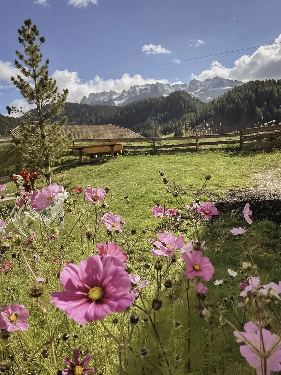 COCOtravel Granbaita Blumen COCOtravel Granbaita Blumen