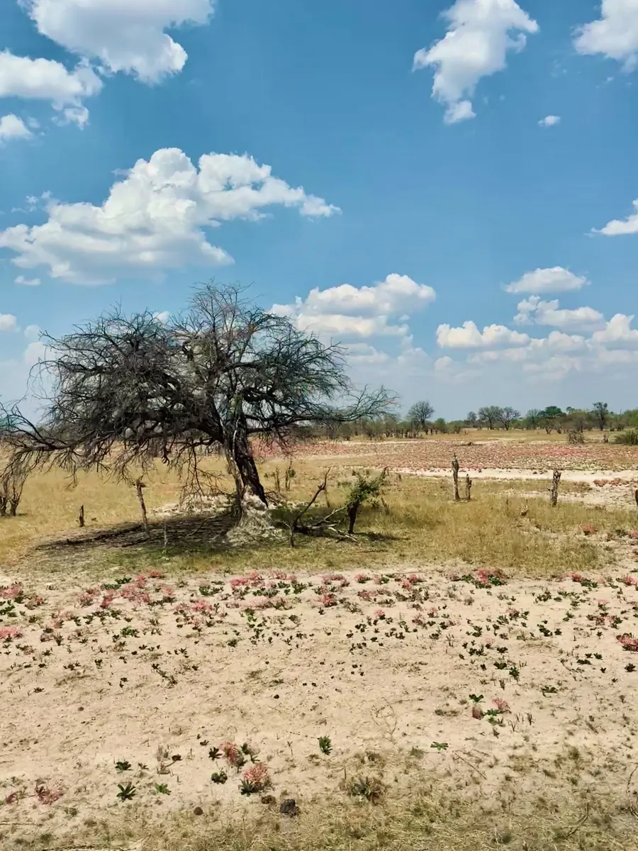 COCOtravel Suedafrika RovosRail Landschaft 2 COCOtravel Suedafrika RovosRail Landschaft 2