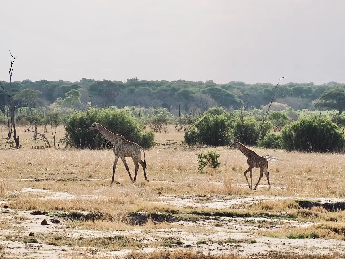 COCOtravel Suedafrika RovosRail Safari 4 COCOtravel Suedafrika RovosRail Safari 4