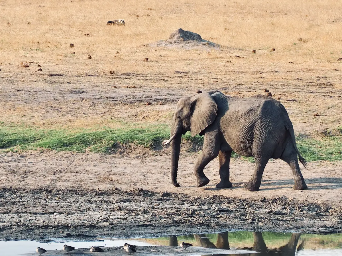 COCOtravel Suedafrika RovosRail Safari 8 COCOtravel Suedafrika RovosRail Safari 8