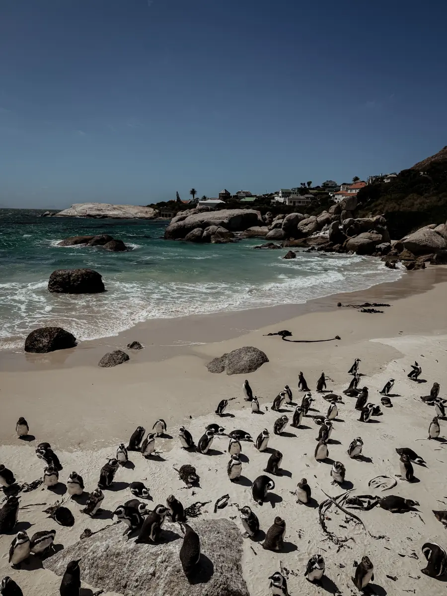 COCOtravel Suedafrika StJamesManorGuesthouse Ausflug 20