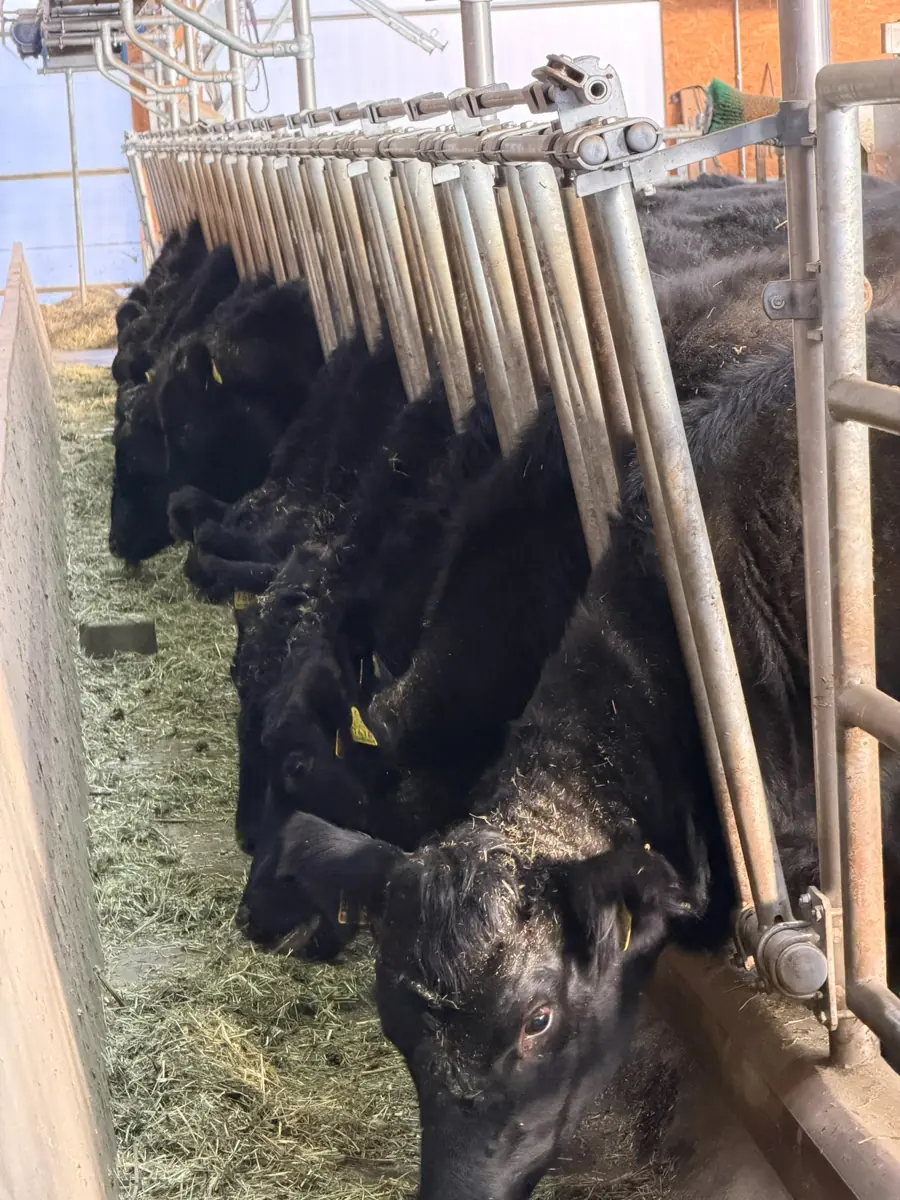 COCOtravel Südtirol Leitlhof Angusrinder2