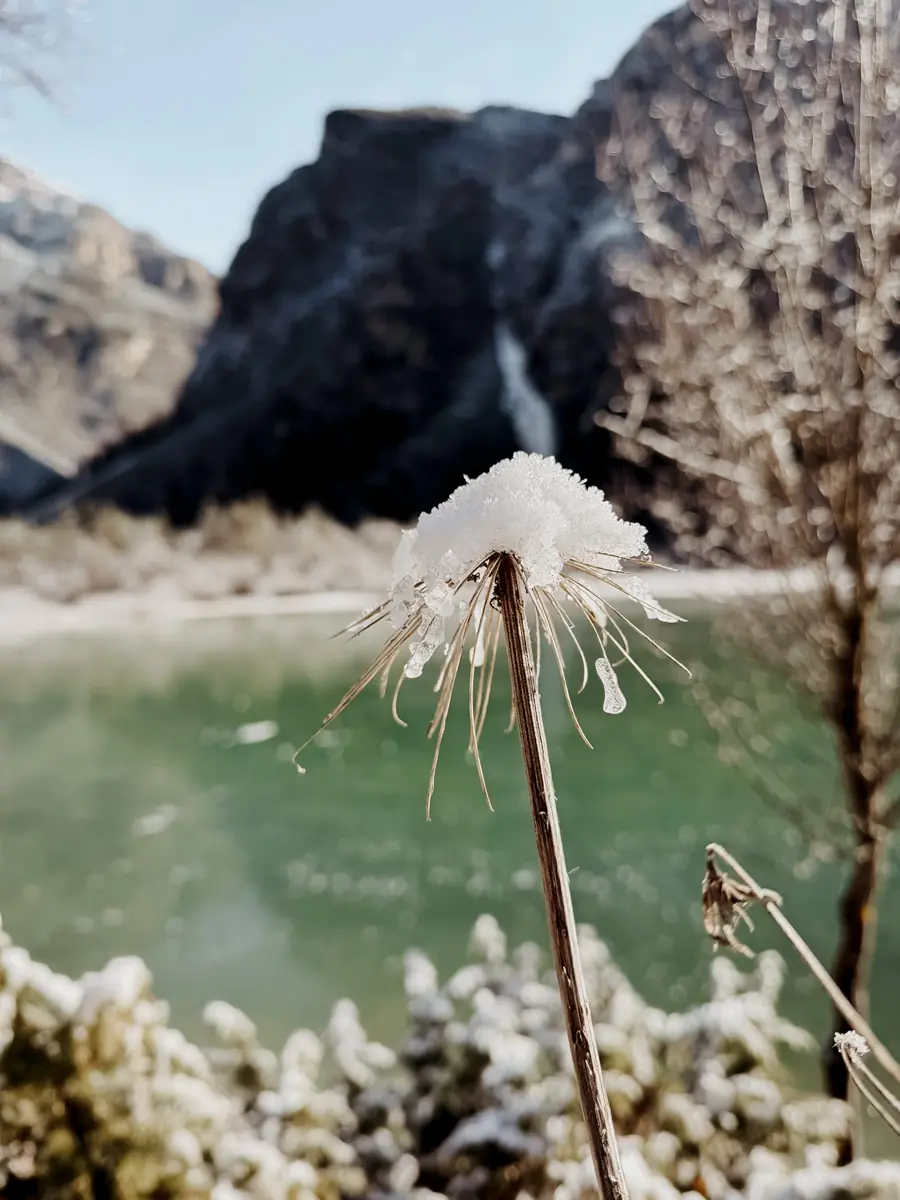 COCOtravel Südtirol Leitlhof Schneeblume