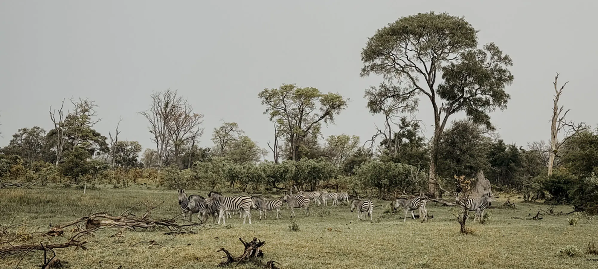 COCOtravel Botswana GreatPlains OkavangoExplorersCamp Safari 31