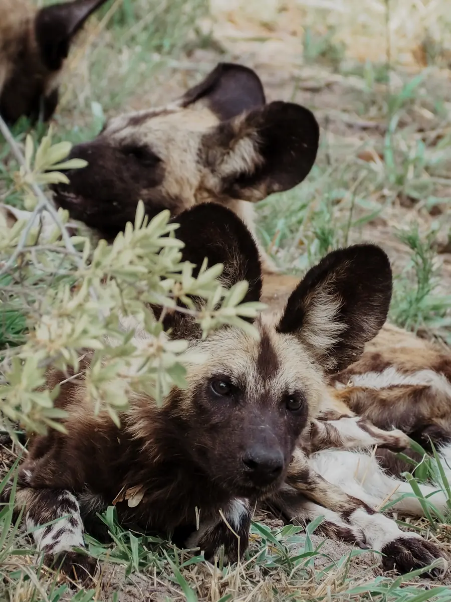 COCOtravel Botswana GreatPlains OkavangoExplorersCamp Safari 4 COCOtravel Botswana GreatPlains OkavangoExplorersCamp Safari 4