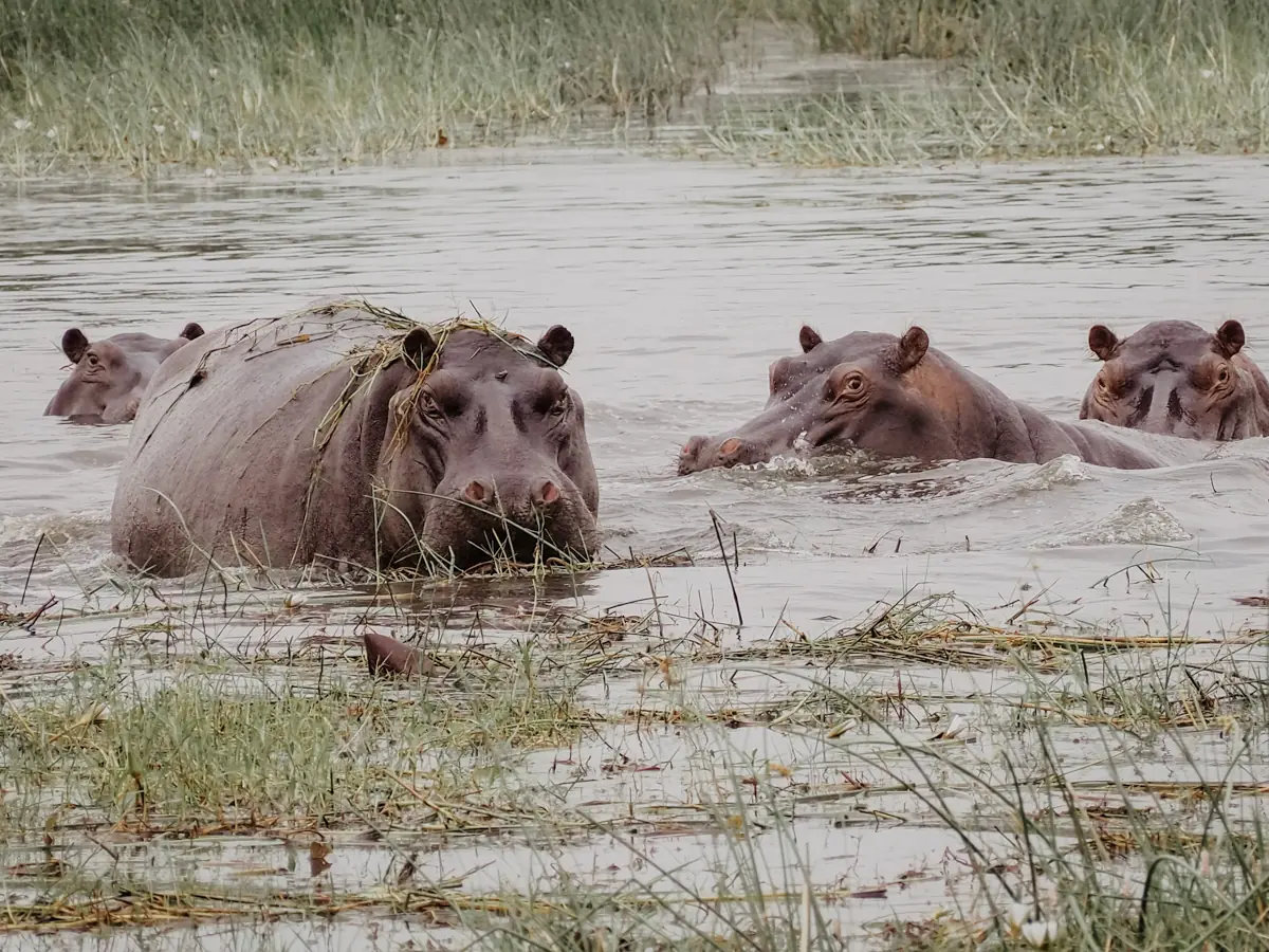 COCOtravel Botswana GreatPlains OkavangoExplorersCamp Safari 59 COCOtravel Botswana GreatPlains OkavangoExplorersCamp Safari 59