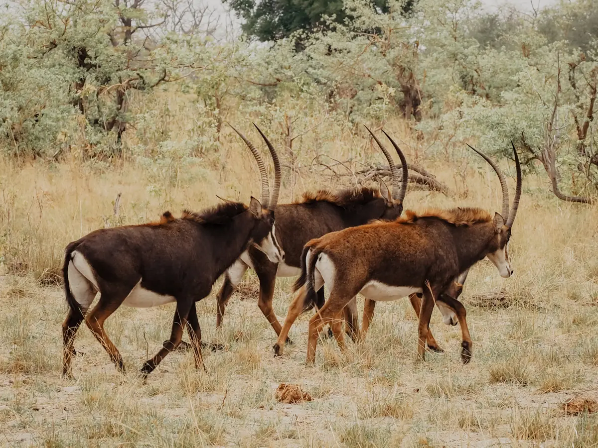 COCOtravel Botswana GreatPlains OkavangoExplorersCamp Safari 61 COCOtravel Botswana GreatPlains OkavangoExplorersCamp Safari 61