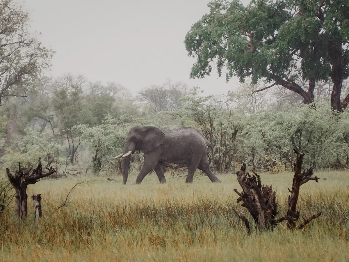 COCOtravel Botswana GreatPlains OkavangoExplorersCamp Safari 67 COCOtravel Botswana GreatPlains OkavangoExplorersCamp Safari 67