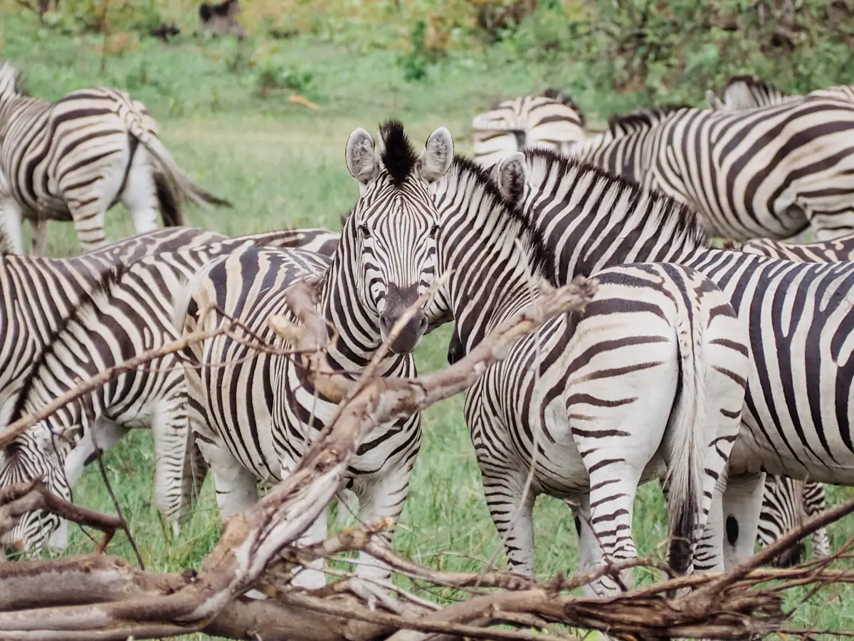 COCOtravel Botswana GreatPlains OkavangoExplorersCamp Safari 73 COCOtravel Botswana GreatPlains OkavangoExplorersCamp Safari 73