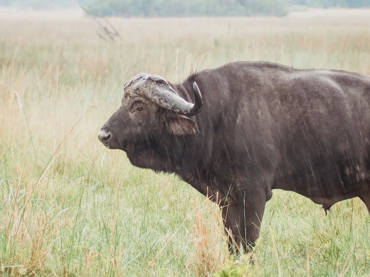 COCOtravel Botswana GreatPlains OkavangoExplorersCamp Safari 76 COCOtravel Botswana GreatPlains OkavangoExplorersCamp Safari 76