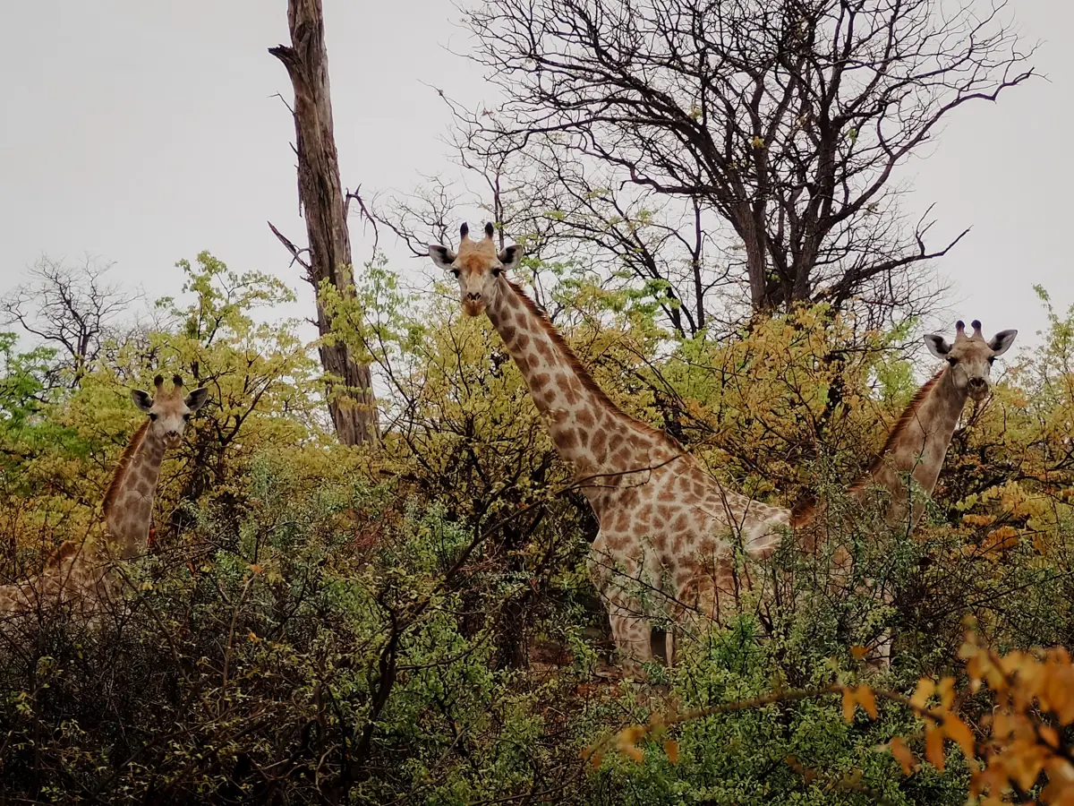 COCOtravel Botswana GreatPlains OkavangoExplorersCamp Safari 80 COCOtravel Botswana GreatPlains OkavangoExplorersCamp Safari 80