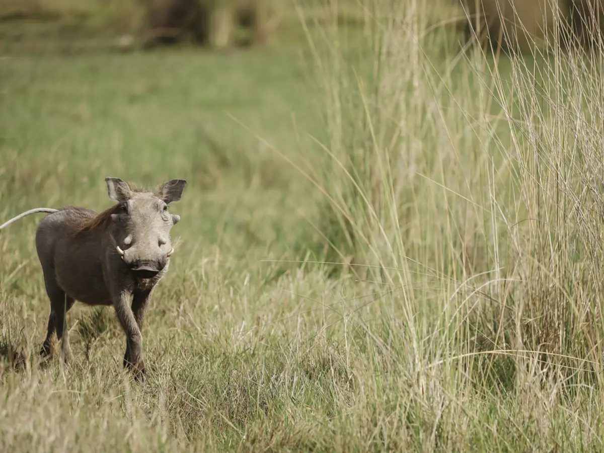 COCOtravel Botswana GreatPlains SitatungaPrivateIsland Safari 88 COCOtravel Botswana GreatPlains SitatungaPrivateIsland Safari 88
