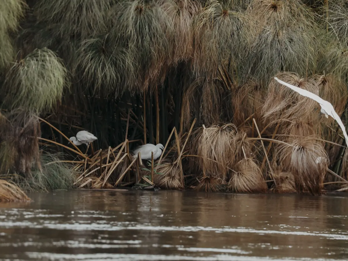 COCOtravel Botswana GreatPlains SitatungaPrivateIsland Safari 91 COCOtravel Botswana GreatPlains SitatungaPrivateIsland Safari 91