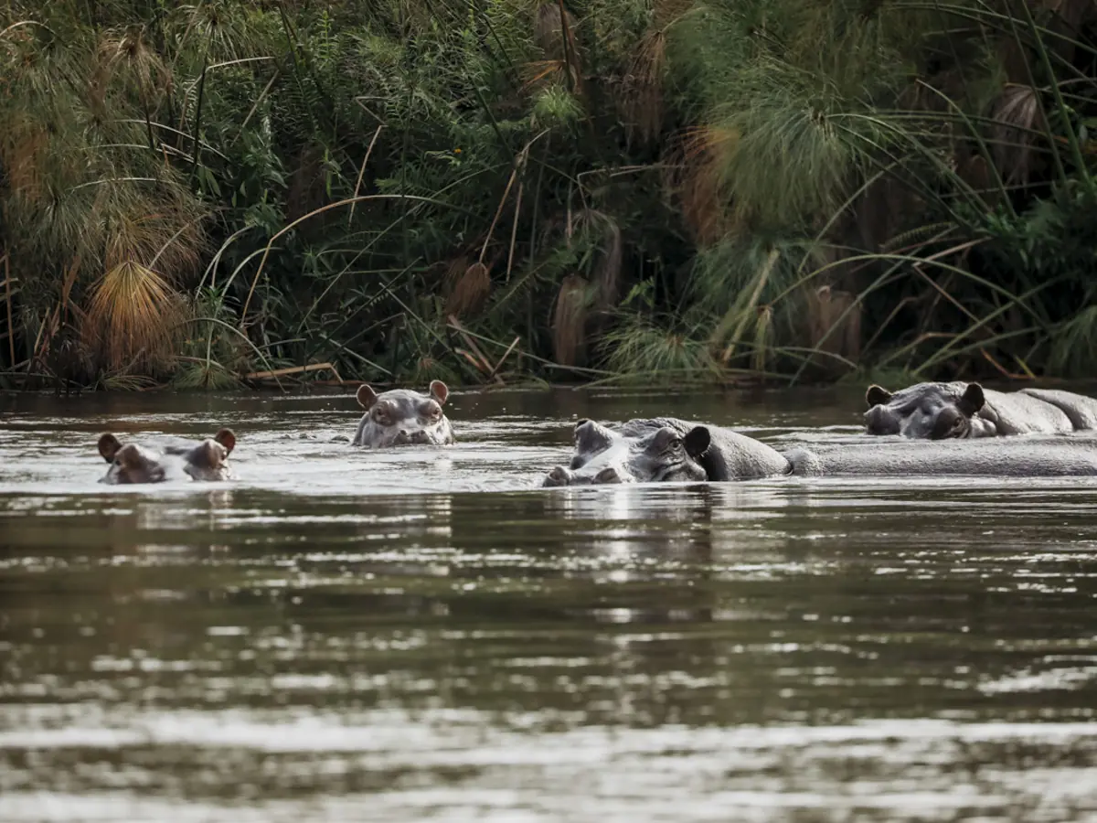 COCOtravel Botswana GreatPlains SitatungaPrivateIsland Safari 93 COCOtravel Botswana GreatPlains SitatungaPrivateIsland Safari 93