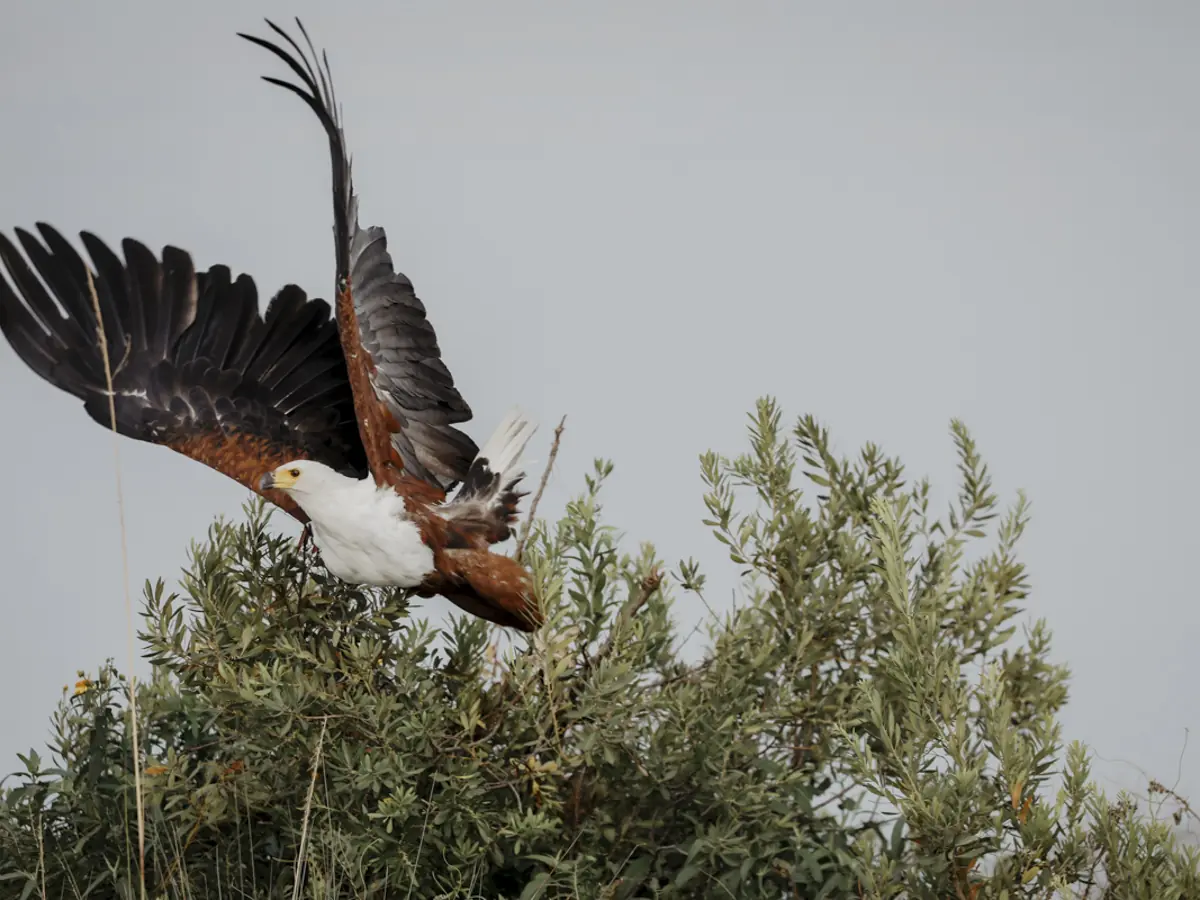 COCOtravel Botswana GreatPlains SitatungaPrivateIsland Safari 95 COCOtravel Botswana GreatPlains SitatungaPrivateIsland Safari 95